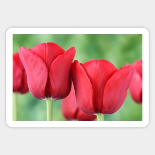 Tulip Sticker